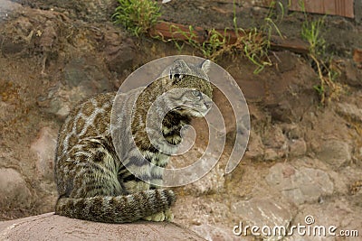 Andean Mountain Cat Stock Photo