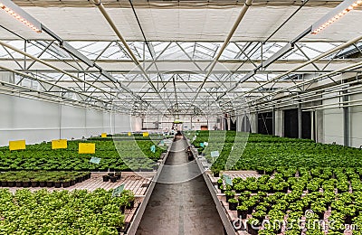 Anderlecht, Brussels Capital Region - Belgium - Greenhouse cultivation at the rooftop Aquaphonic Farms Editorial Stock Photo