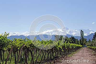 Andes & Vineyard, Lujan de Cuyo, Argentina Stock Photo