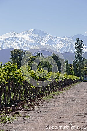 Andes & Vineyard, Lujan de Cuyo Stock Photo