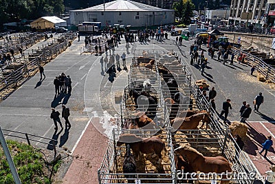 Andorra la Vella, Andorra - 10.26.2021: hoofed cattle show and competition horses and cows Editorial Stock Photo