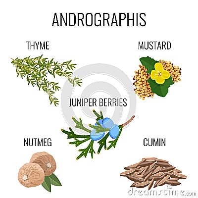 Andrographis ayurvedic herbs poster. Thyme branch, mustard seeds, juniper berries Vector Illustration