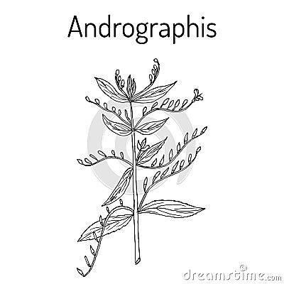 Andrographis paniculata, or king of bitters, ayurvedic herb Vector Illustration