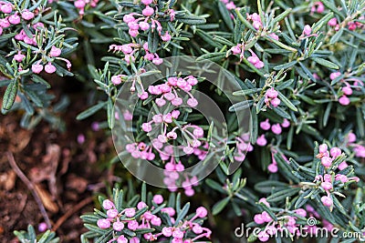 Andromeda polifolia, Bog rosemary flowers close up. Stock Photo