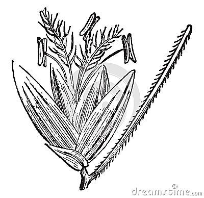 Andropogan, grass, Panicacae, Setaria, spikelet, anther, stigma, petals vintage illustration Vector Illustration
