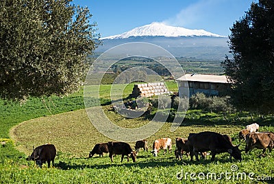 Andscape with livestock and snowy volcano etna Stock Photo