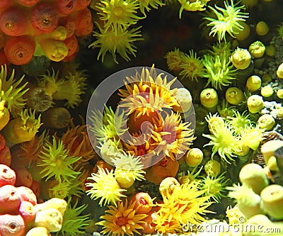 Anemone Stock Photo