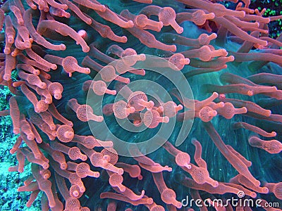 Anemone Stock Photo