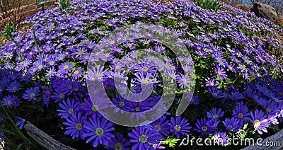 Anemone blanda, Balkan anemone, Grecian windflower or winter windflowers fisheye perspective Stock Photo