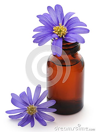 Anemone Blanda Blue Shades or Grecian Windflowers Stock Photo