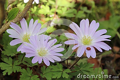 Anemone blanda flowers Stock Photo