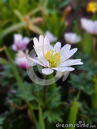 Anemone blanda (grecian windflower) Stock Photo
