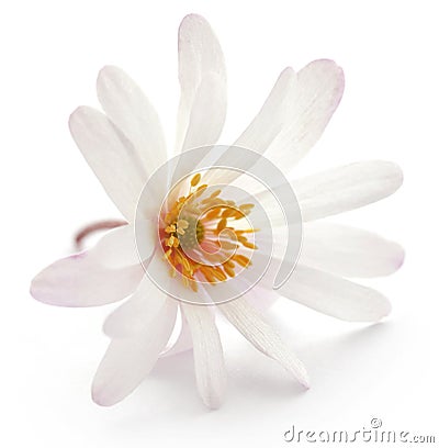 Anemone Blanda white shade or Grecian Windflowers Stock Photo