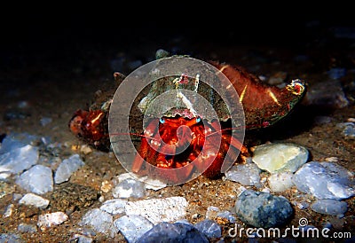 Red hermit crab with anemone - dardanus arrosor Stock Photo