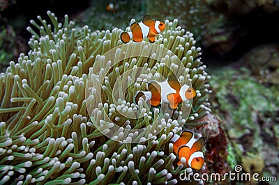 Anemone clown fish Stock Photo