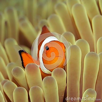 Anemone and Clownfish. Stock Photo