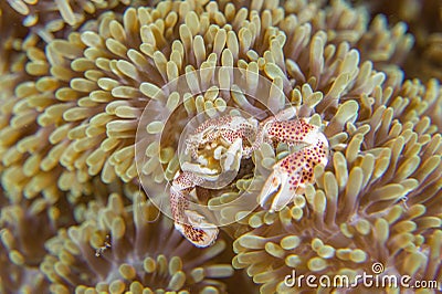 Anemone crab feeding Stock Photo