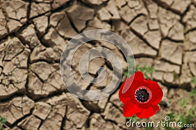 Anemone on a cracked mud background Stock Photo