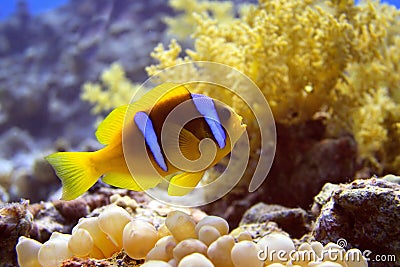 Anemone fish Stock Photo