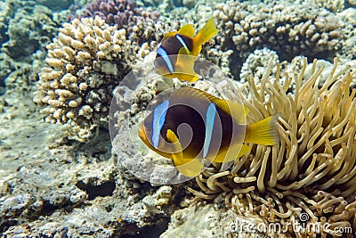 Anemone fish (Amphiprion bicinctus) ) in the background with anemone. Stock Photo