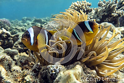 Anemone fish (Amphiprion bicinctus) ) in the background with anemone. Stock Photo