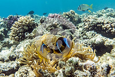 Anemone fish (Amphiprion bicinctus) )in the background with anemone. Stock Photo