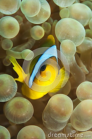 Anemone fish on soft coral Stock Photo