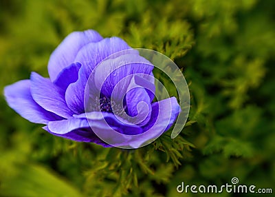 Anemone flower background Stock Photo