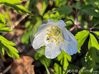 An anemone flower with a small winged insect on the flower petal Stock Photo