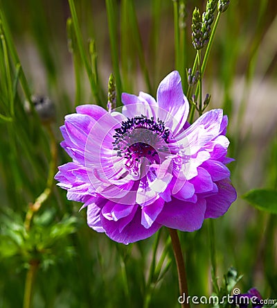 Anemone flowering plants in the garten, family Ranunculaceae Stock Photo