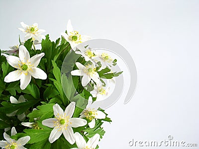 Anemone flowers Stock Photo