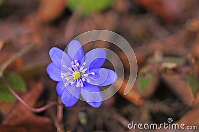 Anemone flowers with delicate blue petals on a bush with green leaves in a meadow Stock Photo