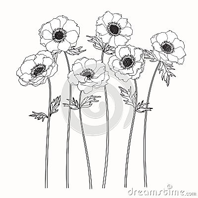 Anemone flowers drawing and sketch with line-art Stock Photo