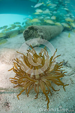 Anemone on Seafloor in Caribbean Sea Stock Photo