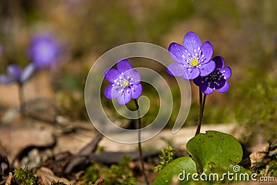 Anemone hepatica Stock Photo