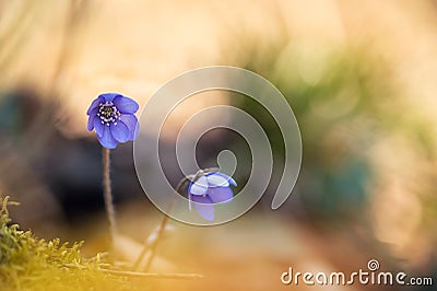 Anemone hepatica in natural habitat Stock Photo