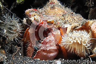 Anemone Hermit Crab Stock Photo