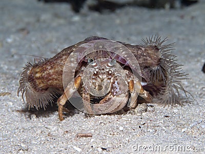 Anemone hermit crab Stock Photo