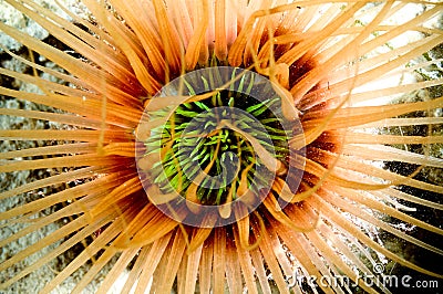 Anemone kapoposang indonesia scuba diver diving Stock Photo