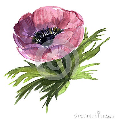 Anemone lover. Botanical animone. Vintage Lilac art watercolor wedding blossom anemones . Cartoon Illustration