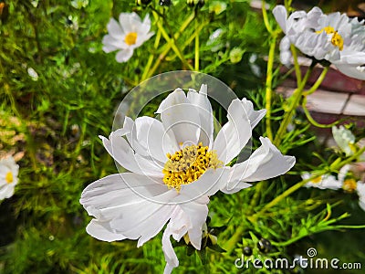 Anemone need moist and well drained soil Stock Photo
