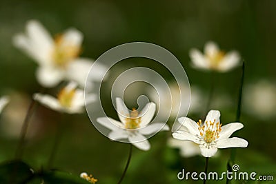 Anemone Nemorosa in the Forest Stock Photo