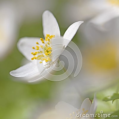 Anemone Nemorosa Stock Photo