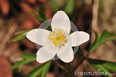 Anemone nemorosa Stock Photo