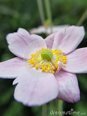 Anemone pink beautful flower, Stock Photo