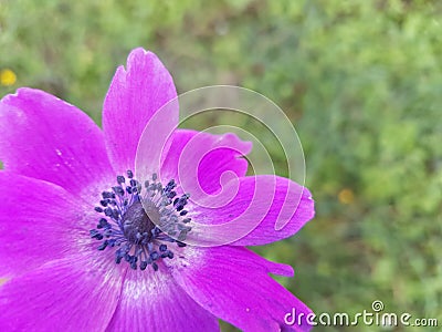 Anemone flower sky background spring easter greek nature Stock Photo