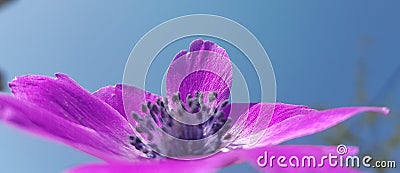Anemone flower sky background spring easter greek nature Stock Photo