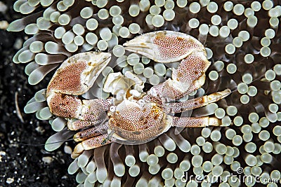 Anemone Porcelain Crab Stock Photo