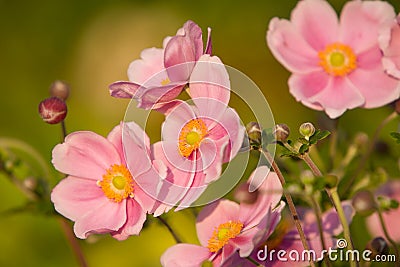 Anemone,September Charm Stock Photo