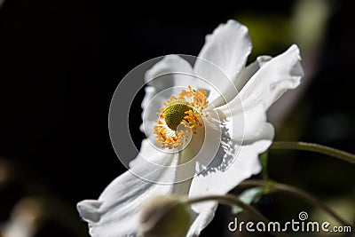 Anemone sylvestris Stock Photo